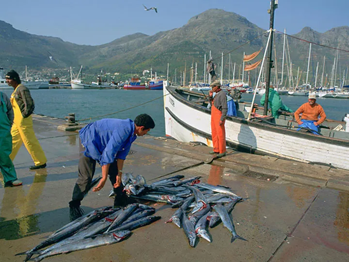Fishermen landing snoek on the quay at Hout Bay harbour